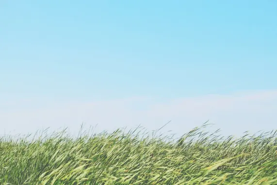 Kazino Ted Bingo Atbalsts